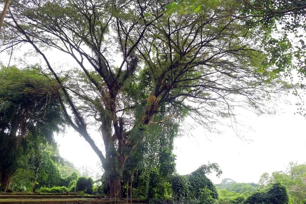 公园照片中央的一棵大绿树 — 图库照片