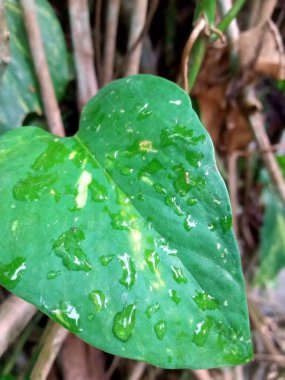 Taze ve ıslak yeşil yapraklı fotoğraf.
