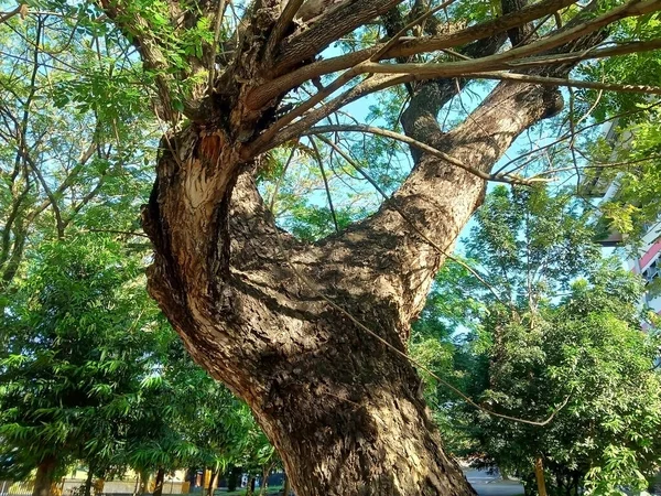 Gölgeli Bir Bahçe Fotoğrafında Büyük Bir Ağaç Gövdesi — Stok fotoğraf