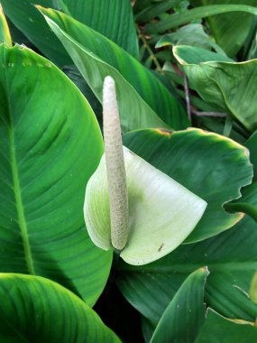 Yeşil yapraklar arasında eşsiz beyaz çiçek