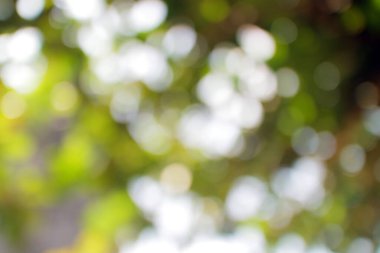 Yeşil ağaç fotoğrafının odaksız arkaplanı