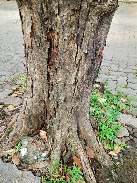 Foto Tronco Viejo Grande Podrido — Foto de Stock