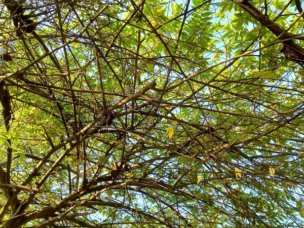 Ein Hintergrund Üppiger Bäume Foto — Stockfoto