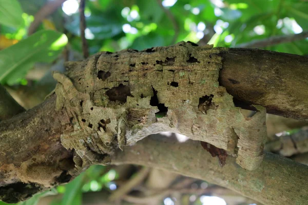 古い丸太の写真から皮をむいた樹皮 — ストック写真