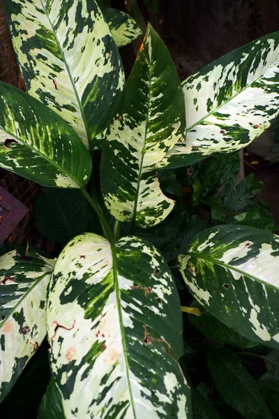 Grüne Blätter Mit Einzigartigen Weißen Flecken Foto — Stockfoto