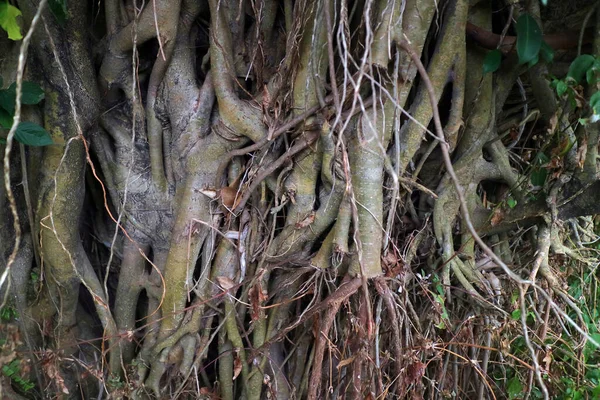 Die Wurzeln Des Banyan Baumes Foto — Stockfoto
