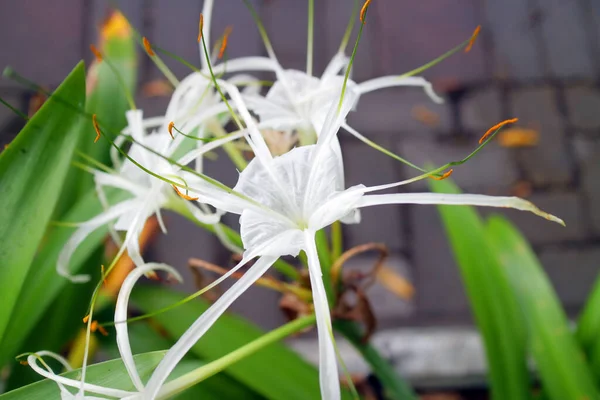 Egy Gyönyörű Fehér Virág Farok Fotó — Stock Fotó