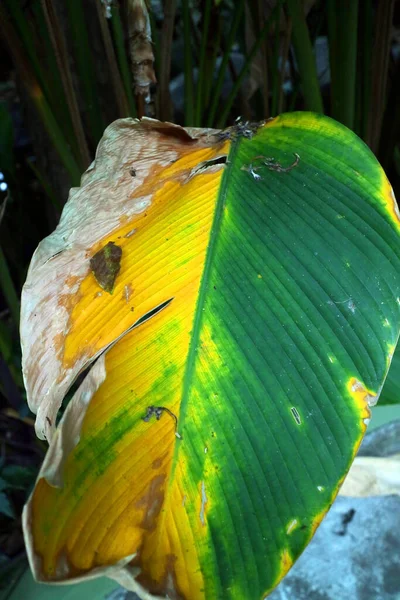 Einzigartige Gelbe Und Grüne Blätter Foto — Stockfoto