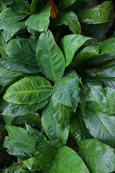 Nasse Und Frische Grüne Tropische Pflanzenblätter Foto — Stockfoto