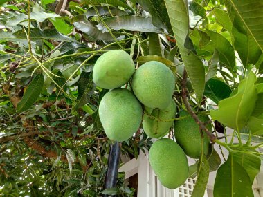 Ağaçtan sarkan yeşil mangolar.