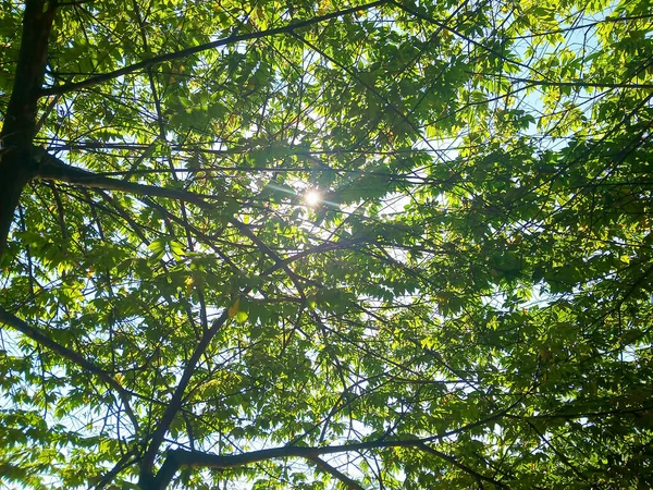 日中の緑豊かな葉の間から太陽が輝きます — ストック写真