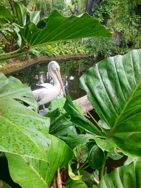 Nehrin kenarında yeşil fotoğrafların arasında duran pelikanlar.