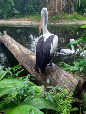 Nehir fotoğrafında yemek arayan iki pelikan.