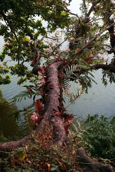 Árvore Que Inclina Sobre Foto Rio — Fotografia de Stock