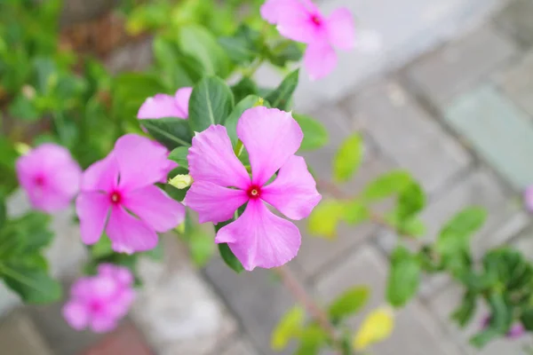 Bellissimi Fiori Rosa Giardino Foto — Foto Stock