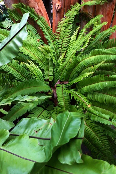 Piante Tropicali Verdi Uniche Vaso Foto — Foto Stock