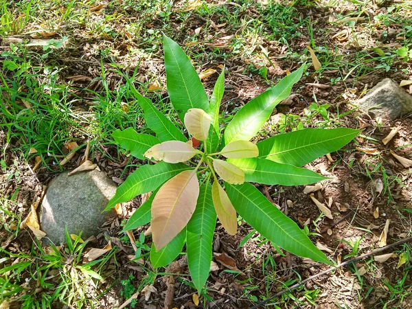 Mango Owocowe Pędy Rosnące Ogrodzie Zdjęcie — Zdjęcie stockowe