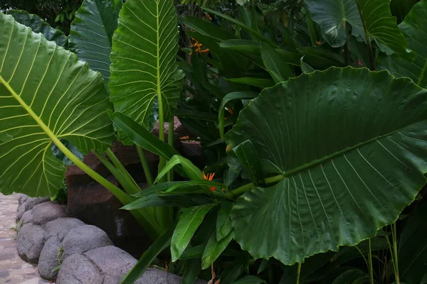 Planta Taro Com Muito Grande Folhas Verdes Foto — Fotografia de Stock