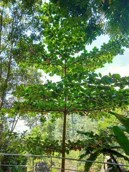 Zacienione Młode Drzewo Ketapang Środku Parku Zdjęcie — Zdjęcie stockowe
