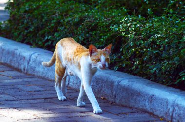 Turuncu kedi yol kenarında yürüyor.