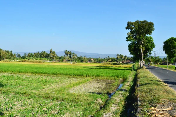 Campos Arroz Anchos Verdes Con Pequeñas Zanjas Foto — Foto de Stock