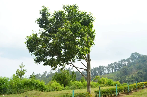 Зеленое Дерево Листьями Дующими Ветру — стоковое фото