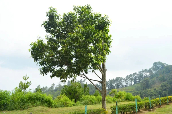 Árbol Verde Con Hojas Soplando Foto Del Viento —  Fotos de Stock