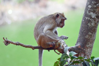 Orman fotoğrafında ağaç dalında oturan bir maymun.