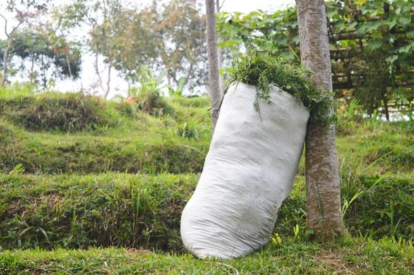 Karung Putih Penuh Dengan Foto Rumput Hijau — Stok Foto