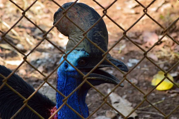 Cassowary Głowa Widoczne Żelaznym Ogrodzeniem Zdjęcie — Zdjęcie stockowe