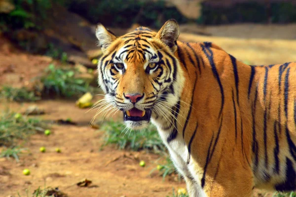 Tigre Está Procura Foto Comida — Fotografia de Stock