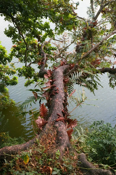 Árbol Colgando Sobre Foto Del Río —  Fotos de Stock