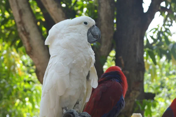 White Parrot Perched Tree Photo — Stock Photo, Image
