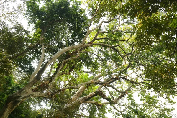 Велика Зелена Тіниста Фотографія Дерева — стокове фото