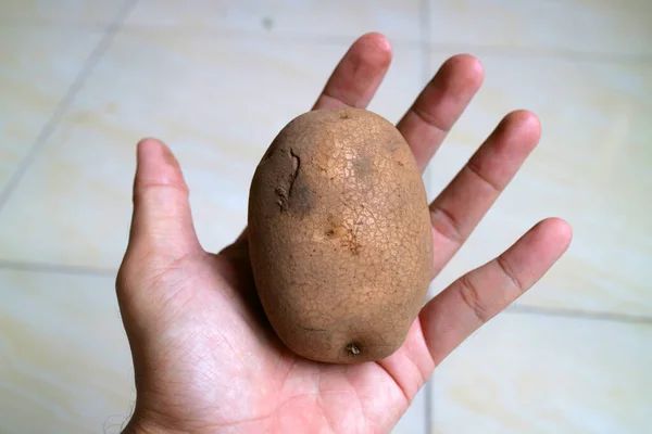 Medium Size Potatoes Hand Photo — Stock Photo, Image