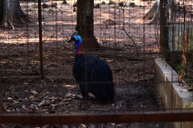 Cassowary kafes fotoğrafında oturuyor.