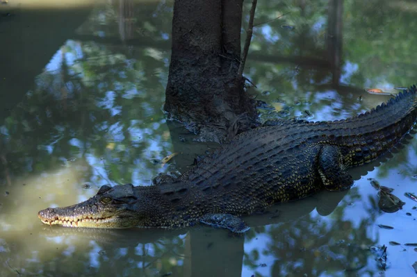 Crocodilo Grande Está Nadando Foto Água — Fotografia de Stock