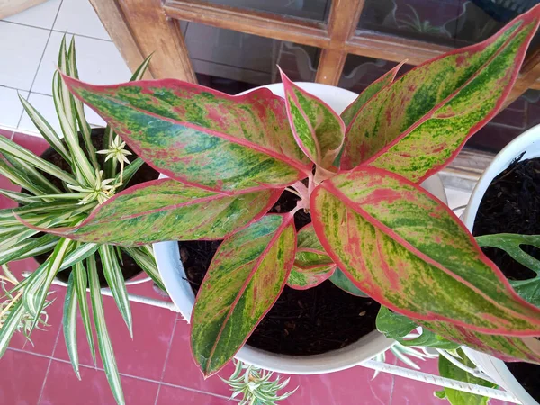 Green plant leaves with red outline photo