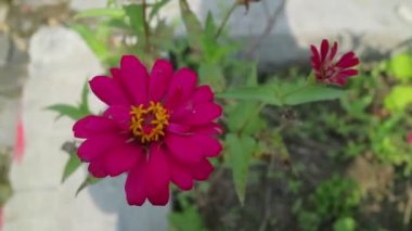 Rüzgarda uçuşan yeşil yapraklı pembe çiçeklerin video görüntüleri.