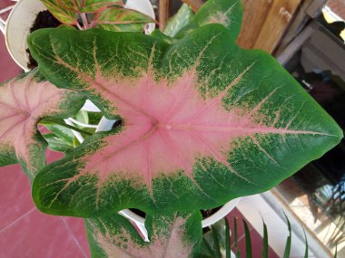 Ot fotoğrafında aşk şekli olan eşsiz yeşil kırmızı bitki.