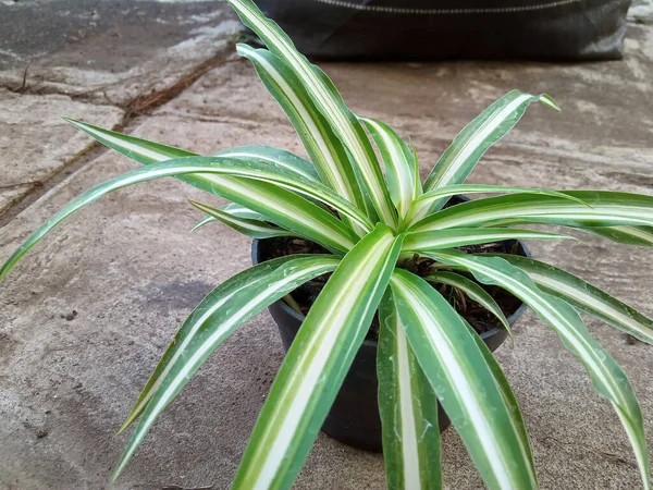Einzigartige Grünweiße Pflanze Mit Spitzen Blättern Foto — Stockfoto