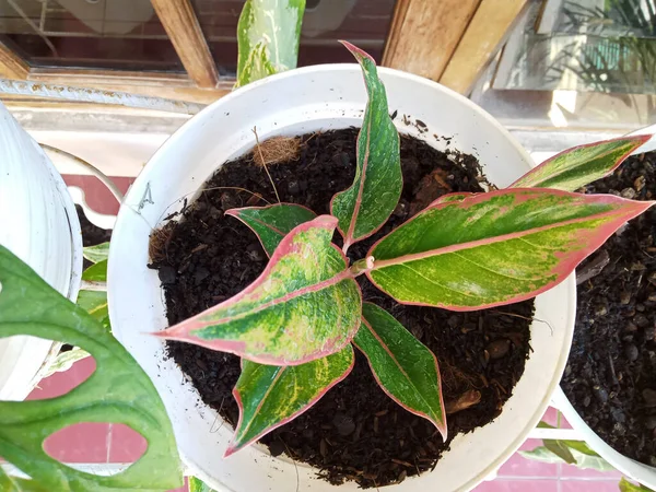 Planta Roja Verde Única Con Hojas Puntiagudas Foto Del Pote —  Fotos de Stock