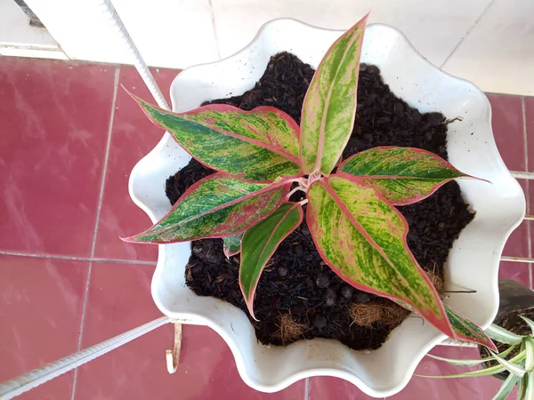 Unieke Groene Rode Plant Met Puntige Bladeren Witte Pot Foto — Stockfoto