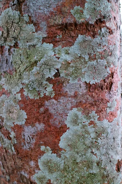 森林照片中发霉的原木纹理 — 图库照片