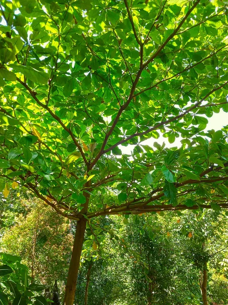 Ketapang Verde Exuberante Ketapan Árvore Foto — Fotografia de Stock