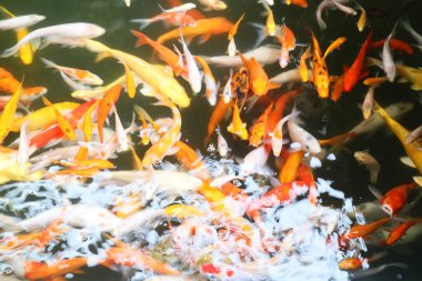 Gölette bir sürü koi balığı resmi var.