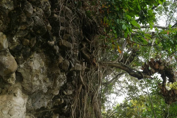 Деревья Корни Висящие Каменной Стене — стоковое фото