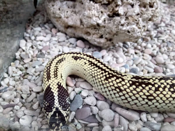 black and white snake on gravel and sand photo