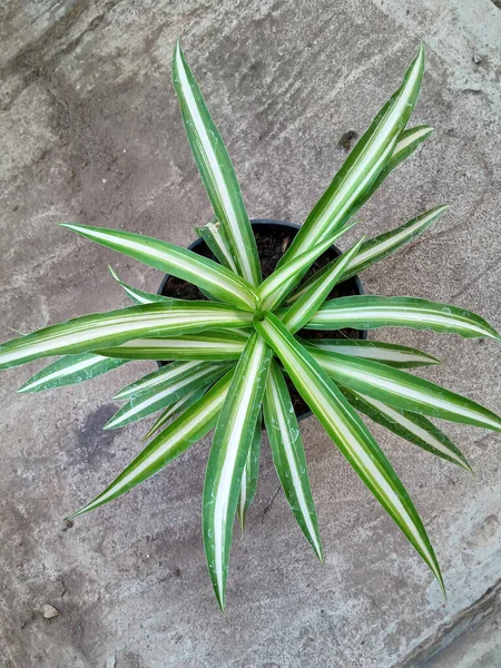 長い緑色の葉を持つ植物写真 — ストック写真