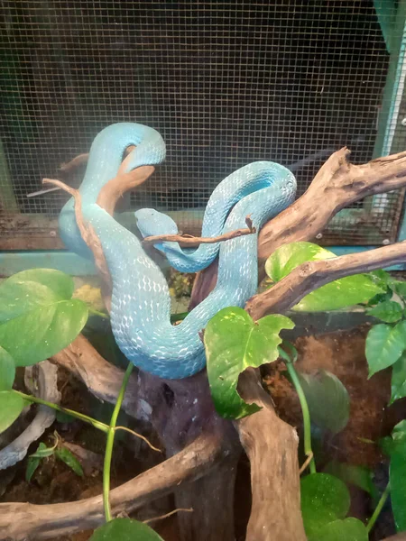 Blue Snake Log Cage Photo — Stock Photo, Image